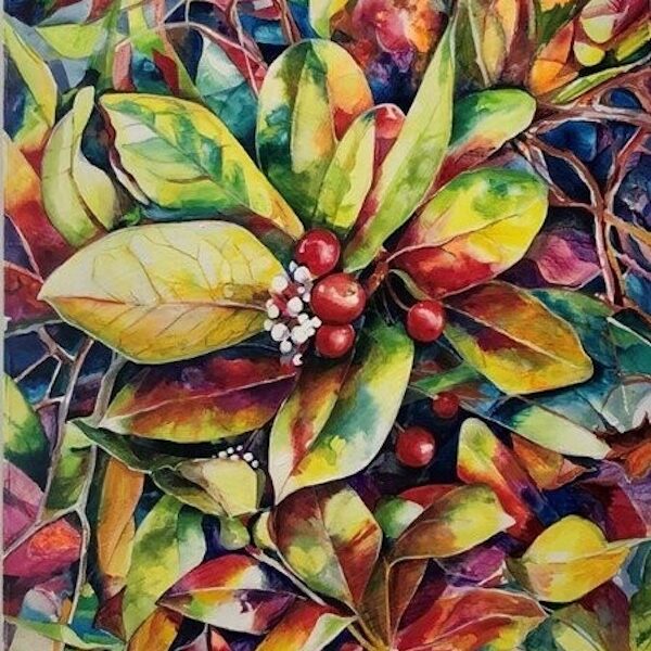 Springtime Skimmia Japonica