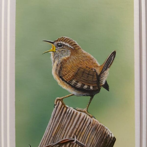 Wren