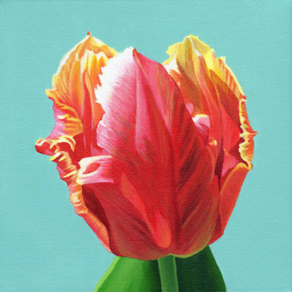 Tulip Dee Jay Parrot