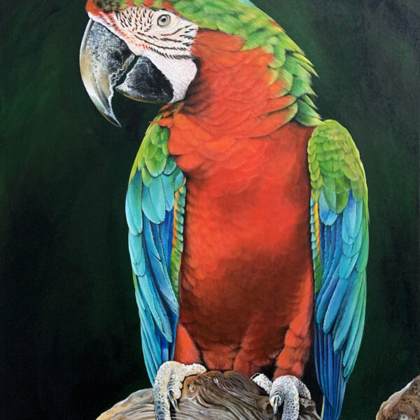 Scarlet Macaw ‘Harlequin’