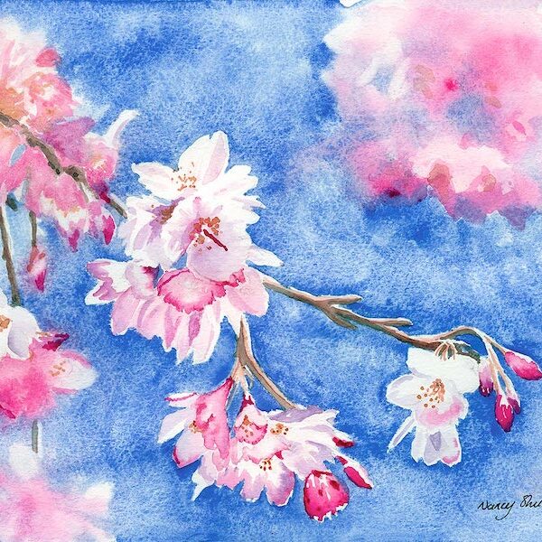 Cherry Blossom